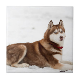 Cute Siberian Husky Portrait Ceramic Tile