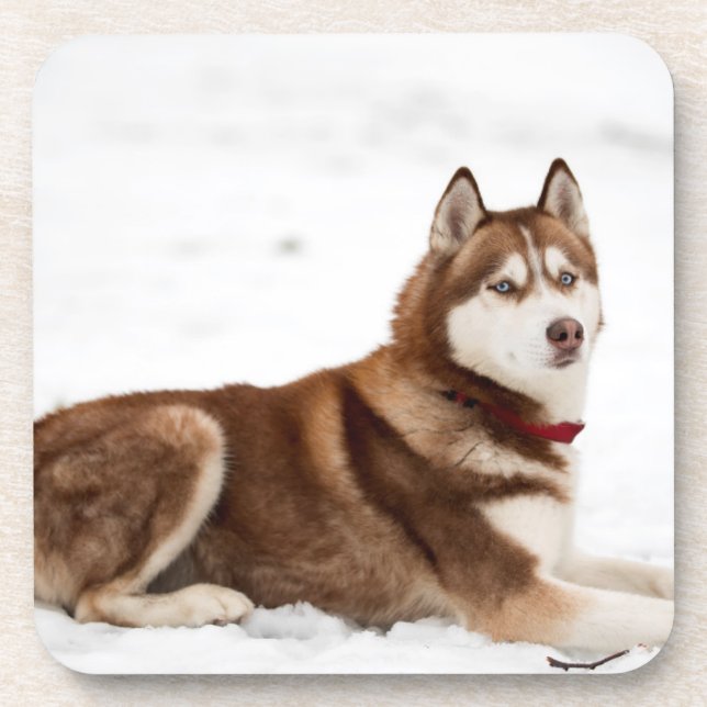 Cute Siberian Husky Portrait Coaster (Front)