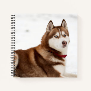 Cute Siberian Husky Portrait Notebook