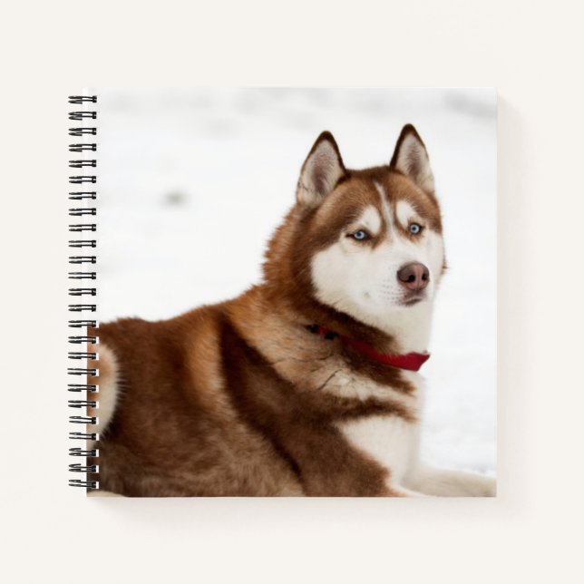 Cute Siberian Husky Portrait Notebook (Front)