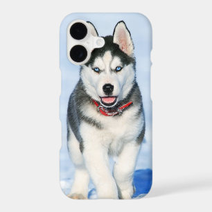 Cute Siberian Husky Puppy Dog in the Snow
