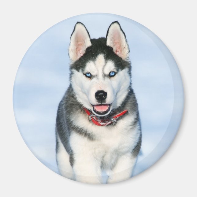 Cute Siberian Husky Puppy Dog in the Snow Magnet (Front)