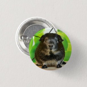 Cute Silver Fox Guinea Pig 3 Cm Round Badge