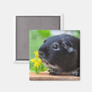 Cute, Silver Fox Guinea Pig and Yellow Flower Magnet