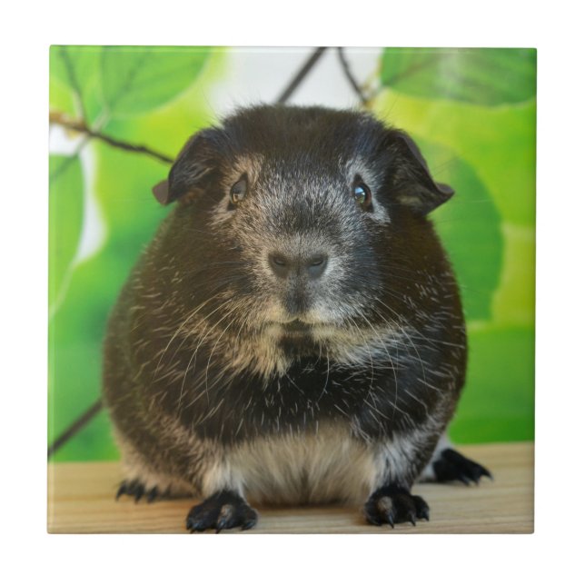 Cute Silver Fox Guinea Pig Ceramic Tile (Front)