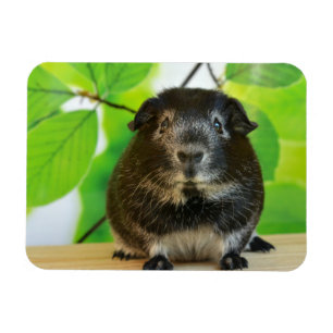 Cute Silver Fox Guinea Pig Magnet