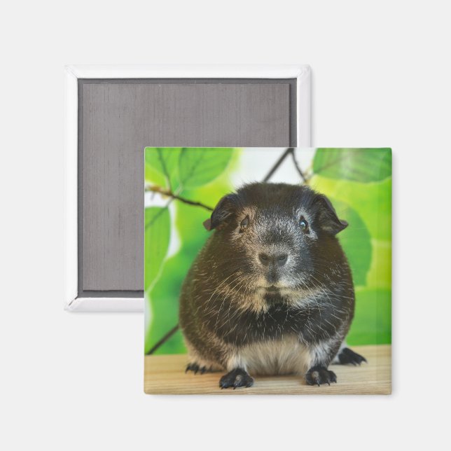 Cute Silver Fox Guinea Pig Magnet (Front/Back)