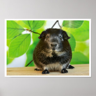 Cute Silver Fox Guinea Pig Poster