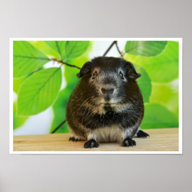Cute Silver Fox Guinea Pig Poster (Front)