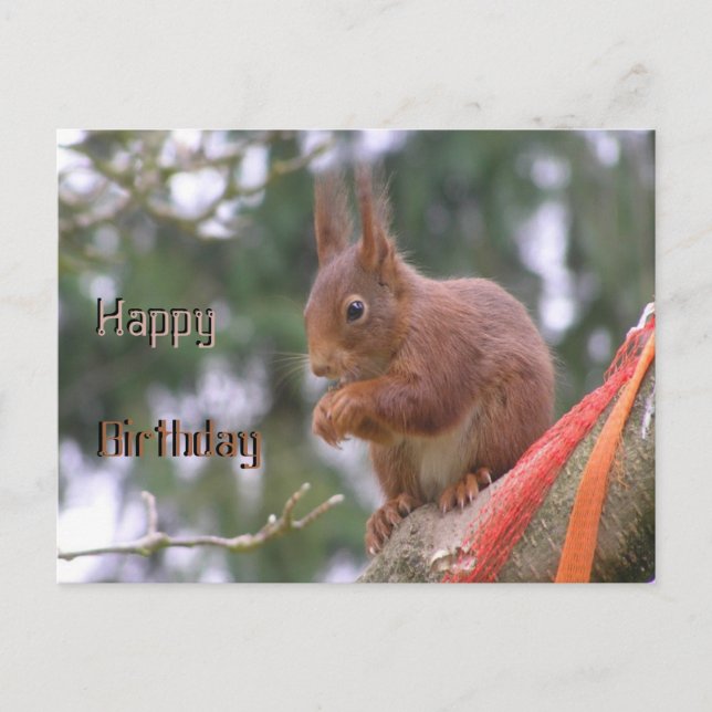Cute Sitting Squirrel Happy Birthday Postcard (Front)