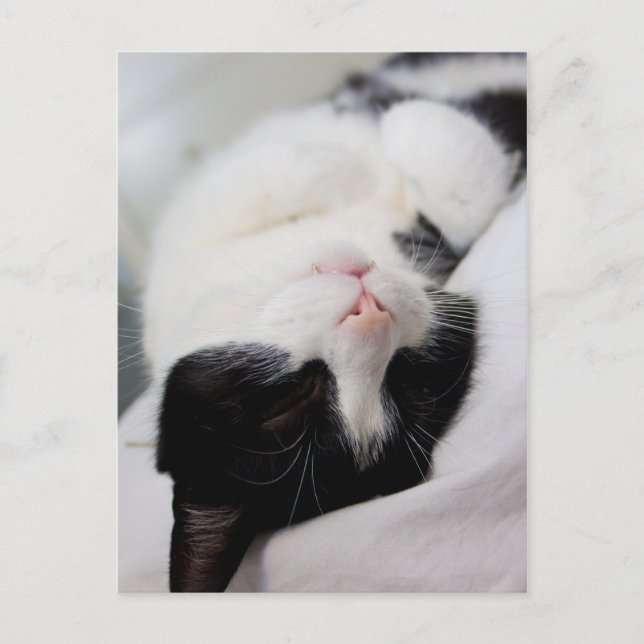 Cute sleeping cat tomcat face sleep postcard (Front)