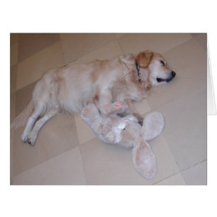 Cute Sleeping Golden Retriever With Toy Rabbit