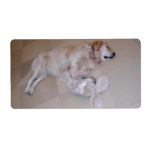 Cute Sleeping Golden Retriever With Toy Rabbit