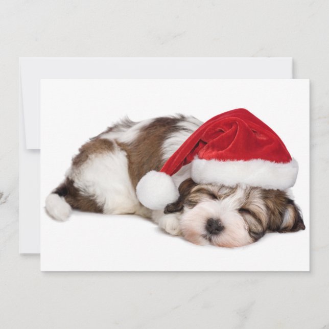 Cute Sleeping Havanese Puppy Dog Is Dreaming (Front)