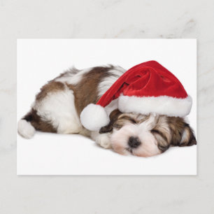 Cute Sleeping Havanese Puppy Dog Is Dreaming Postcard