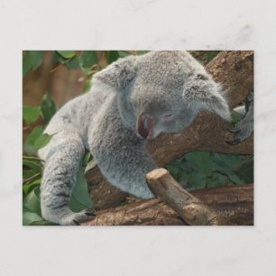 Cute Sleeping Koala Bear Postcard