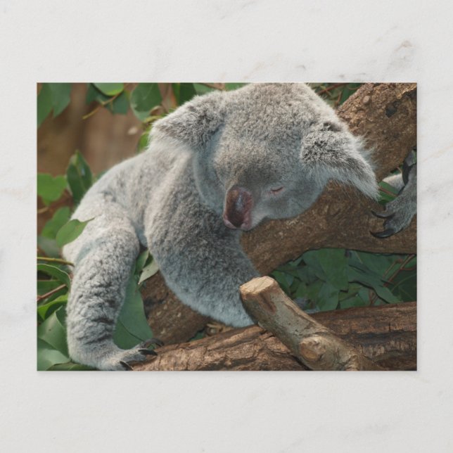 Cute Sleeping Koala Bear Postcard (Front)