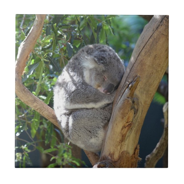 Cute Sleeping Koala in Tree Ceramic Tile (Front)