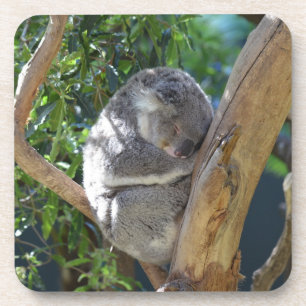 Cute Sleeping Koala in Tree Coaster