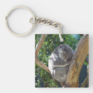 Cute Sleeping Koala in Tree Key Ring