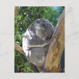 Cute Sleeping Koala in Tree Postcard