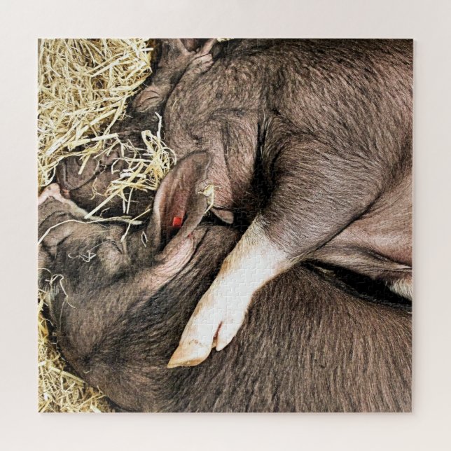 CUTE SLEEPING PIGS JIGSAW PUZZLE (Horizontal)