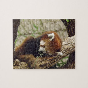 Cute Sleeping Red Panda w/ Food in Its Mouth Jigsaw Puzzle