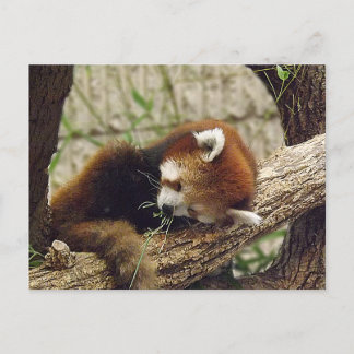 Cute Sleeping Red Panda w/ Food in Its Mouth Postcard