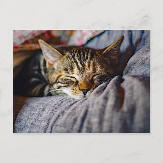 Cute Sleeping Tabby Cat Photo Postcard (Front)