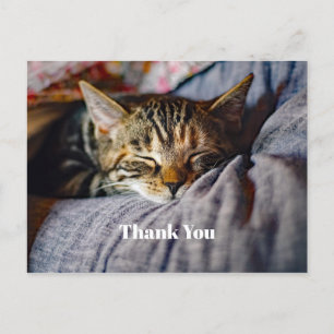 Cute Sleeping Tabby Cat Photo Thank You Postcard