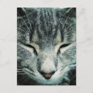 Cute sleeping tabby kitten postcard