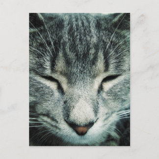 Cute sleeping tabby kitten postcard
