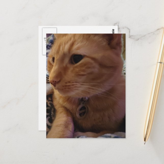 Cute Sleepy Ginger Kitty Postcard (Front/Back In Situ)