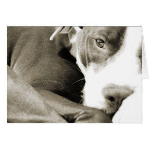 cute sleepy lazy pit bull dog