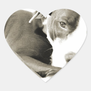 cute sleepy lazy pit bull dog heart sticker