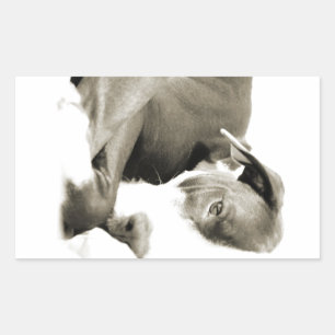 cute sleepy lazy pit bull dog rectangular sticker