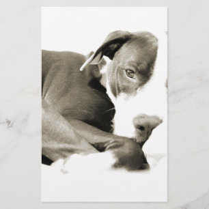 cute sleepy lazy pit bull dog stationery