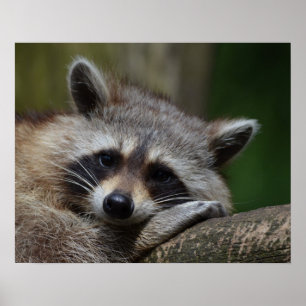 Cute Sleepy Racoon Photo Poster
