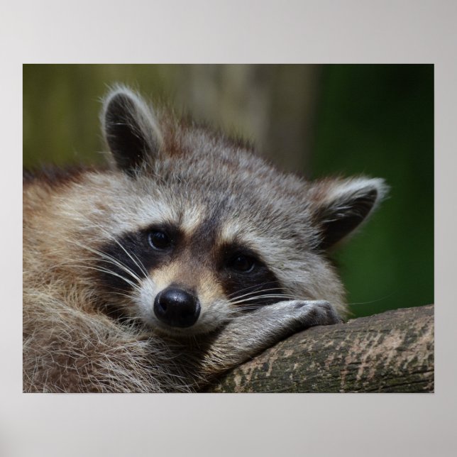 Cute Sleepy Racoon Photo Poster (Front)