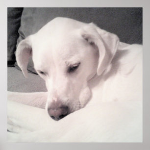Cute Sleepy White Dog Grey Poster