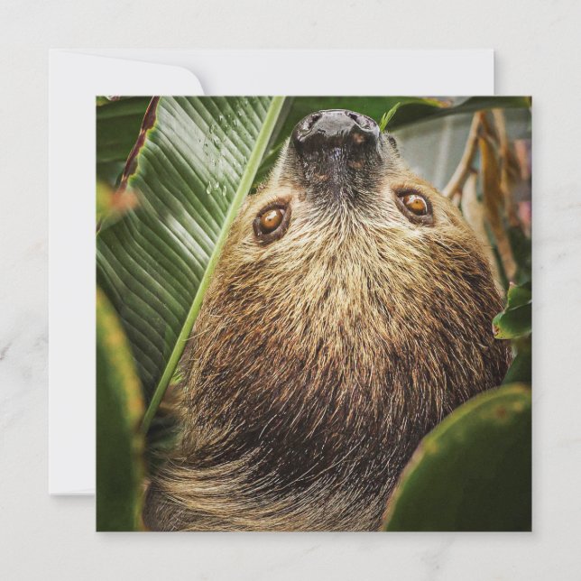 Cute Sloth Holiday Card (Front)