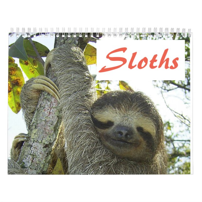 Cute Sloth Pictures | Adorable Sloth Photos Calendar (Cover)