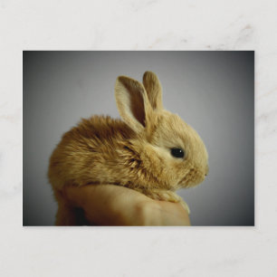 Cute small rabbit in hand postcard