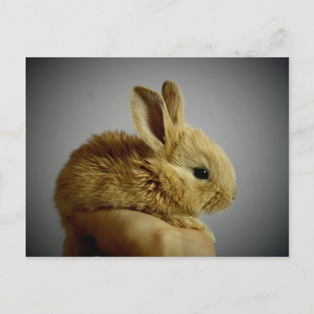 Cute small rabbit in hand postcard (Front)