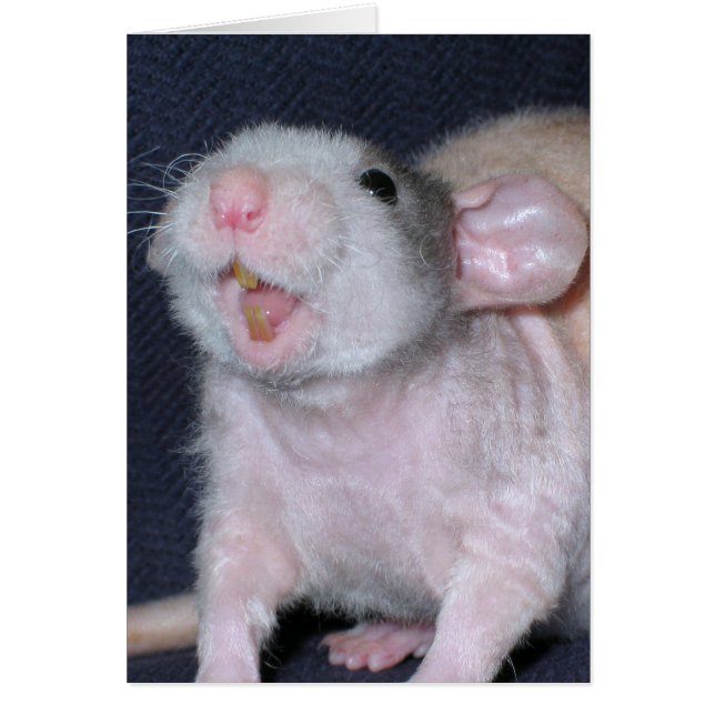 Cute Smile Rat (Front)
