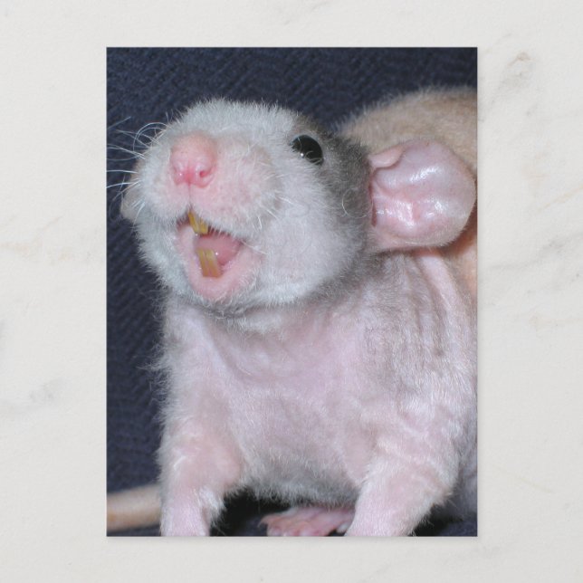 Cute Smile Rat Postcard (Front)