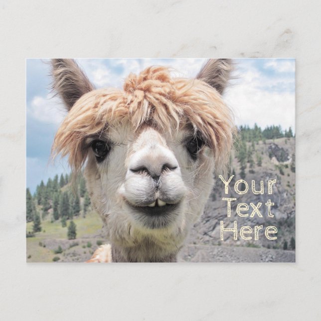 Cute Smiling Alpaca Photo Image Postcard (Front)