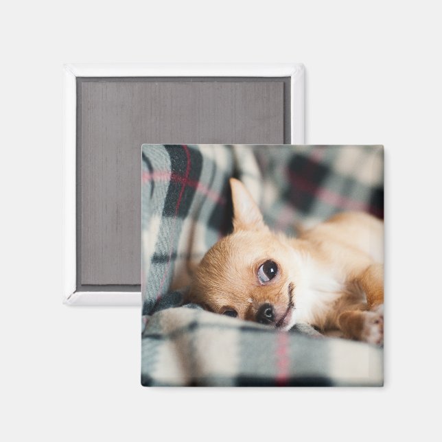Cute Smiling Chihuahua on Blanket Magnet (Front/Back)