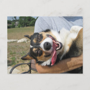 Cute Smiling Corgi Dog Postcard