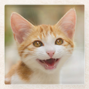Cute Smiling Kitten Face Funny Cat Meow Photo Glass Coaster